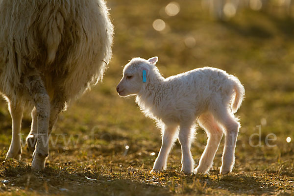 Hausschaf (Ovis gmelini aries)