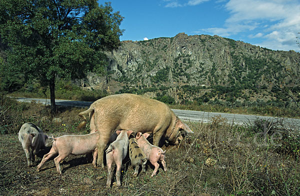 Hausschwein (Sus scrofa domestica)