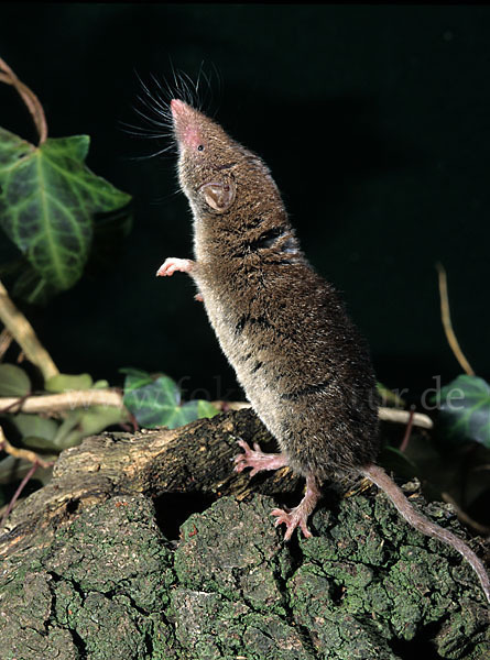 Hausspitzmaus (Crocidura russula)