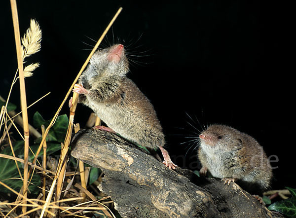 Hausspitzmaus (Crocidura russula)