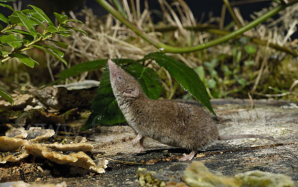 Hausspitzmaus (Crocidura russula)