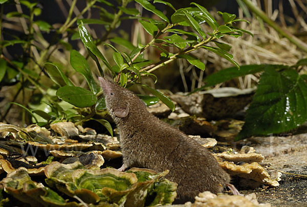 Hausspitzmaus (Crocidura russula)