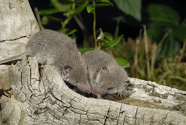 Hausspitzmaus (Crocidura russula)