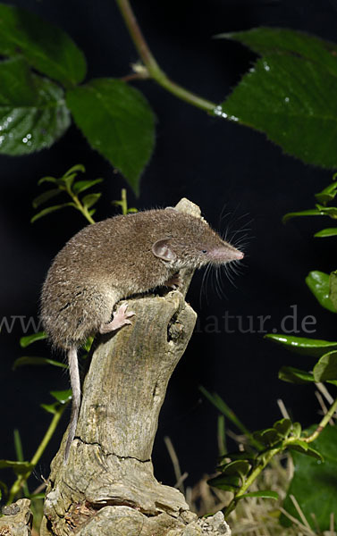 Hausspitzmaus (Crocidura russula)