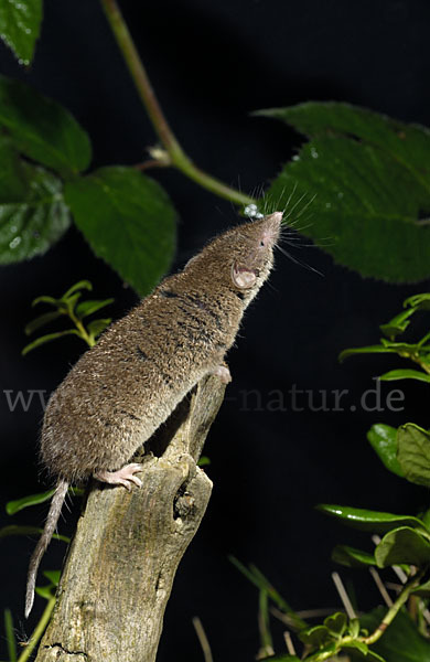 Hausspitzmaus (Crocidura russula)