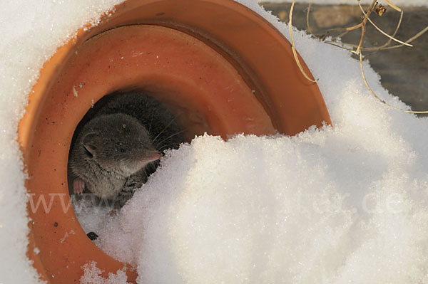 Hausspitzmaus (Crocidura russula)