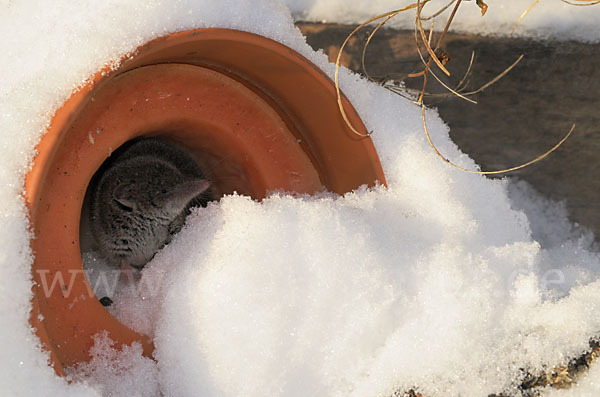 Hausspitzmaus (Crocidura russula)