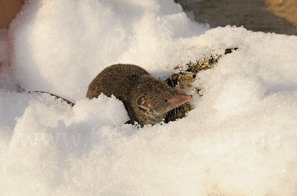 Hausspitzmaus (Crocidura russula)