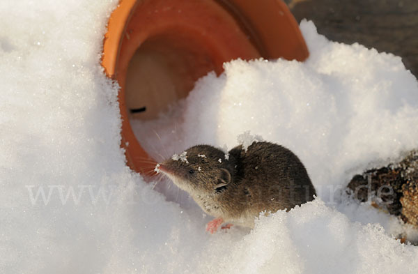 Hausspitzmaus (Crocidura russula)