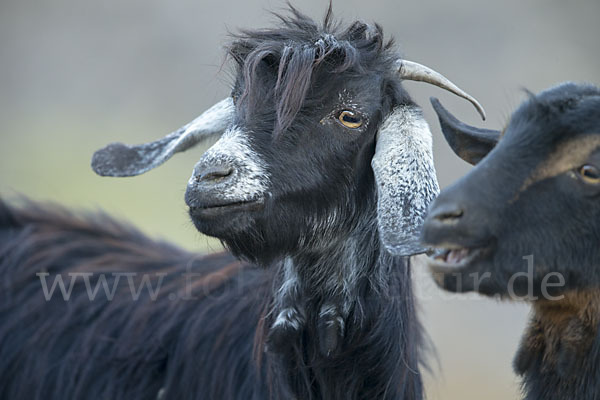 Hausziege (Capra aegagrus hircus)