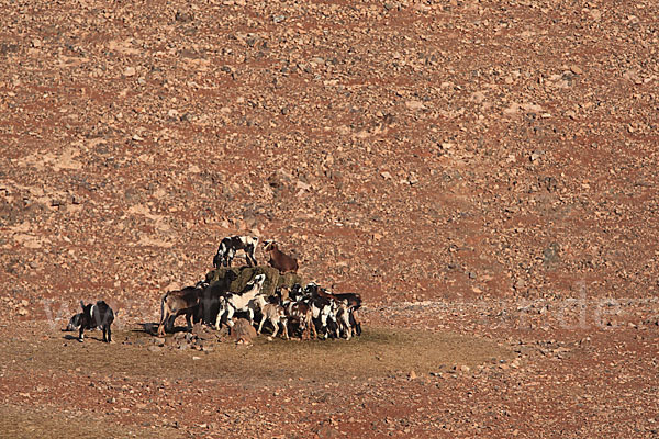 Hausziege (Capra aegagrus hircus)