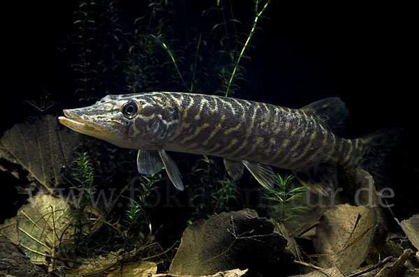 Hecht (Esox lucius)