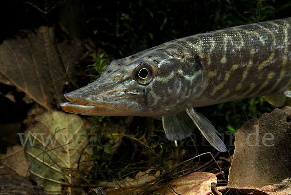 Hecht (Esox lucius)