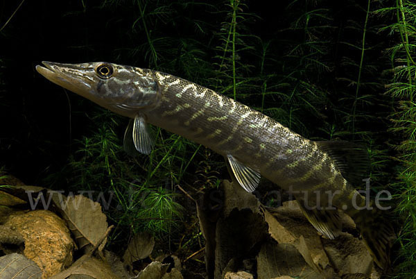 Hecht (Esox lucius)