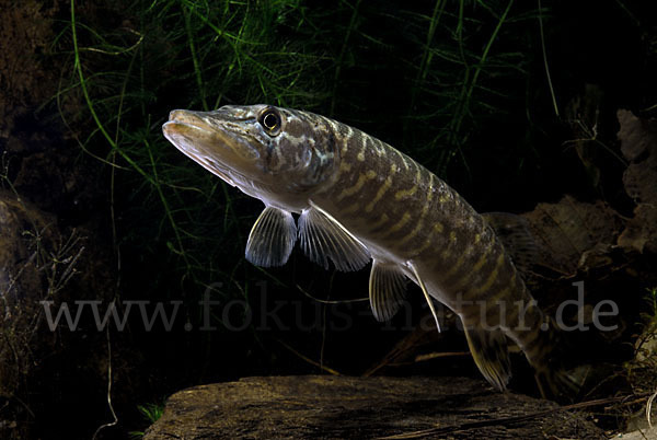 Hecht (Esox lucius)