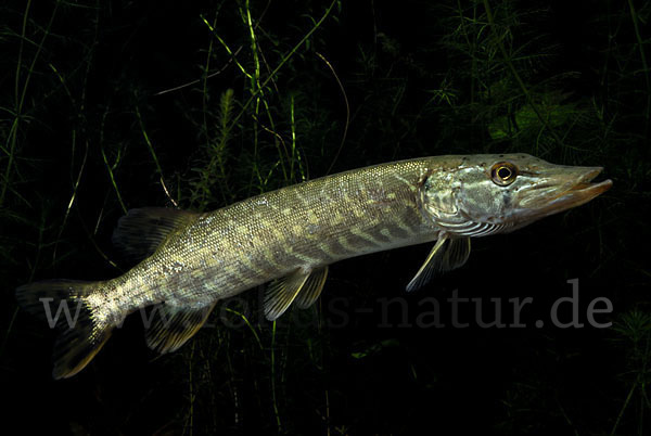 Hecht (Esox lucius)