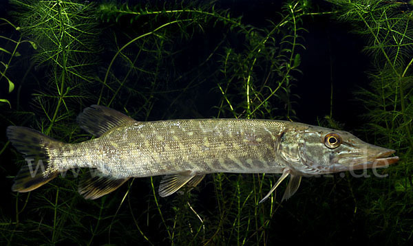 Hecht (Esox lucius)