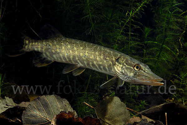 Hecht (Esox lucius)