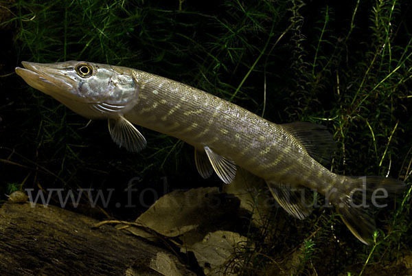 Hecht (Esox lucius)