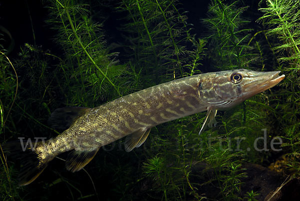 Hecht (Esox lucius)