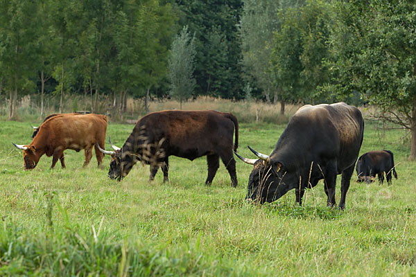 Heckrind (Bos taurus taurus)