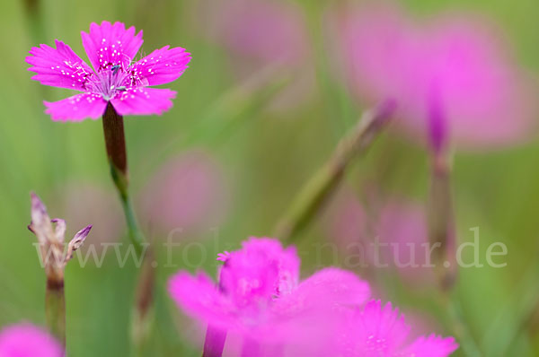 Heide-Nelke (Dianthus deltoides)