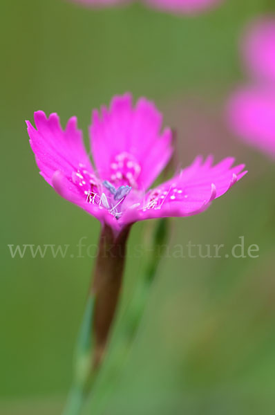 Heide-Nelke (Dianthus deltoides)