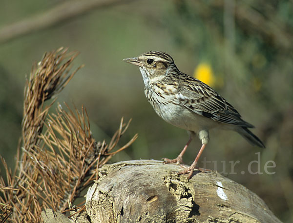 Heidelerche (Lullula arborea)