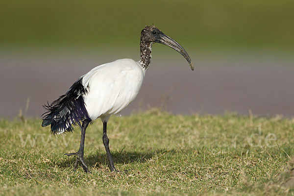 Heiliger Ibis (Threskiornis aethiopicus)