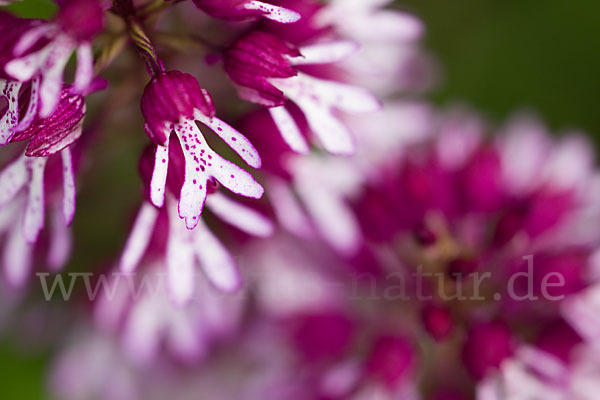 Helm-Knabenkraut x Purpur-Knabenkraut (Orchis x hybrida)