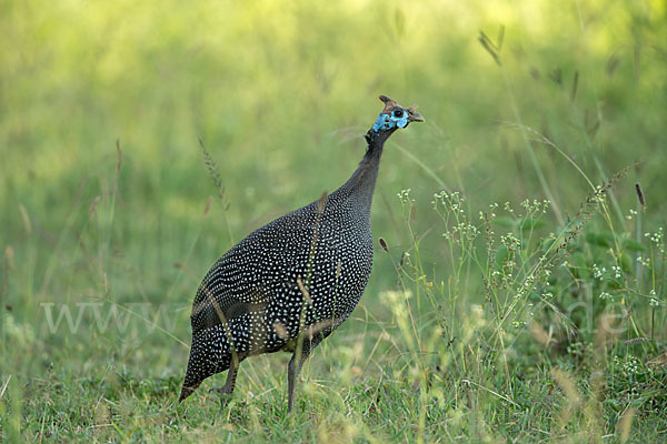 Helmperlhuhn (Numida meleagris)