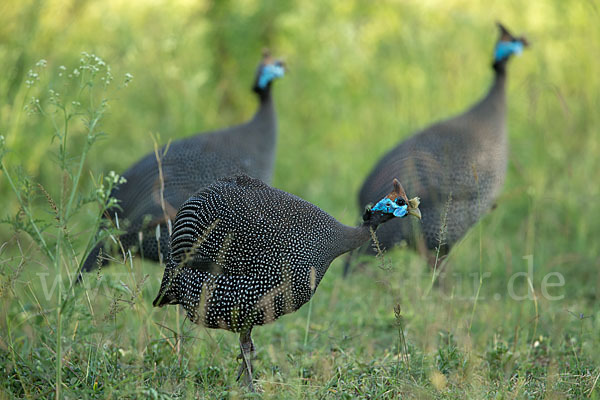 Helmperlhuhn (Numida meleagris)