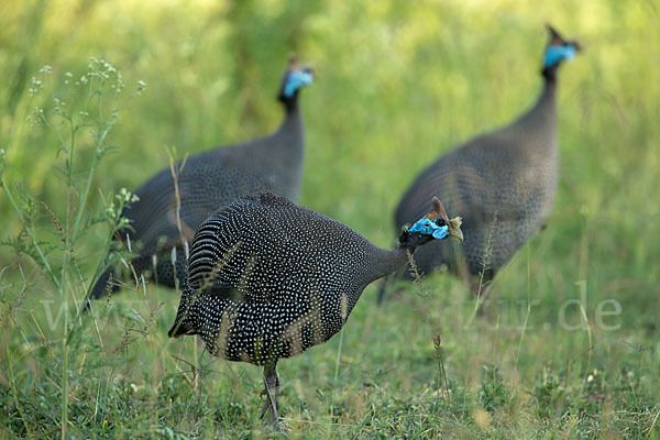 Helmperlhuhn (Numida meleagris)