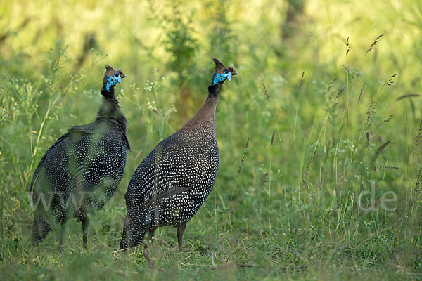 Helmperlhuhn (Numida meleagris)