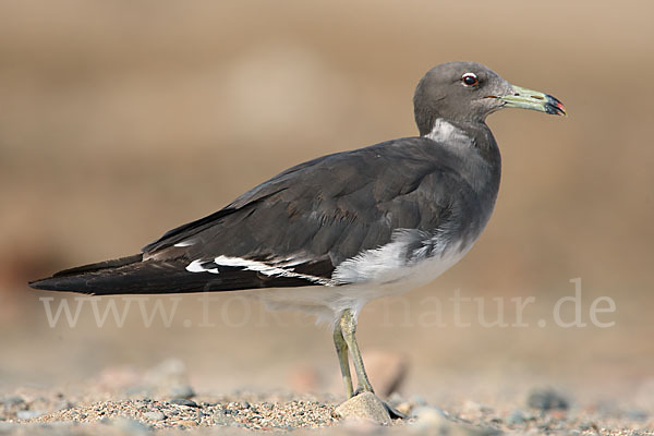 Hemprichmöwe (Larus hemprichii)