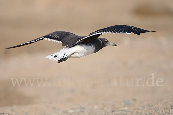 Hemprichmöwe (Larus hemprichii)