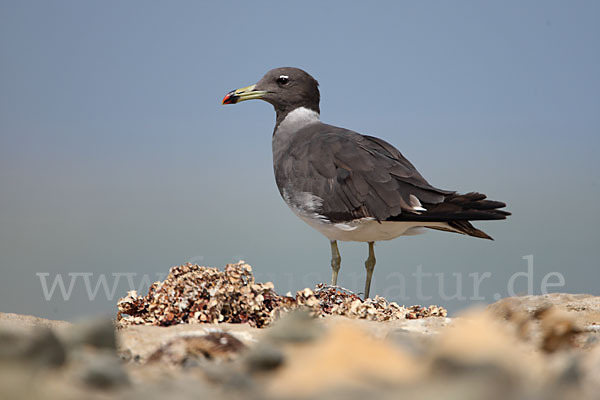 Hemprichmöwe (Larus hemprichii)