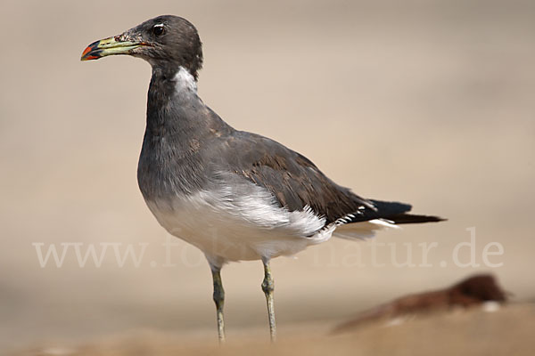 Hemprichmöwe (Larus hemprichii)