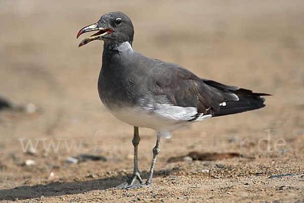 Hemprichmöwe (Larus hemprichii)