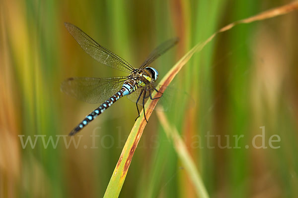 Herbst- Mosaikjungfer (Aeshna mixta)