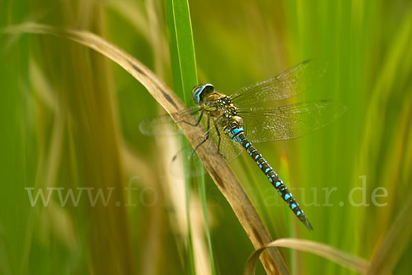 Herbst- Mosaikjungfer (Aeshna mixta)