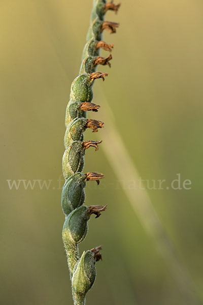 Herbst-Drehwurz (Spiranthes spiralis)