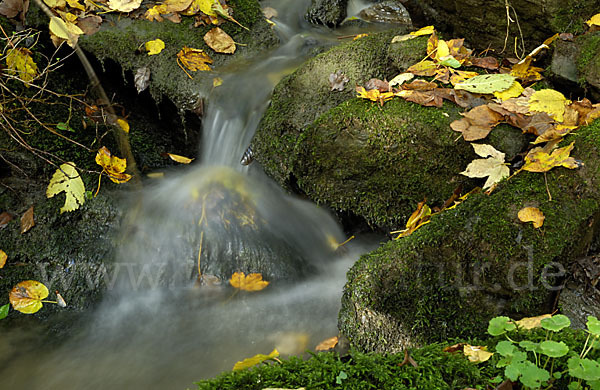 Herbst (autumn)