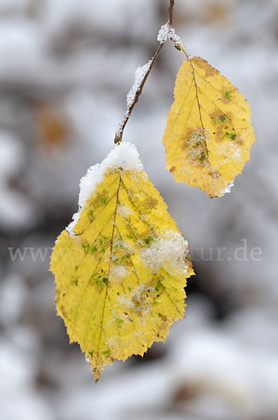 Herbst (autumn)