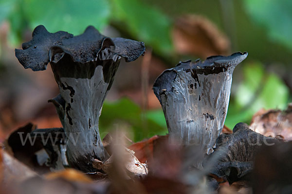 Herbsttrompete (Craterellus cornucopioides)