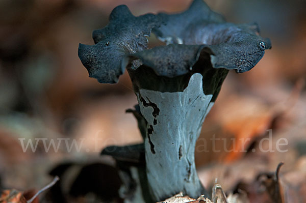 Herbsttrompete (Craterellus cornucopioides)