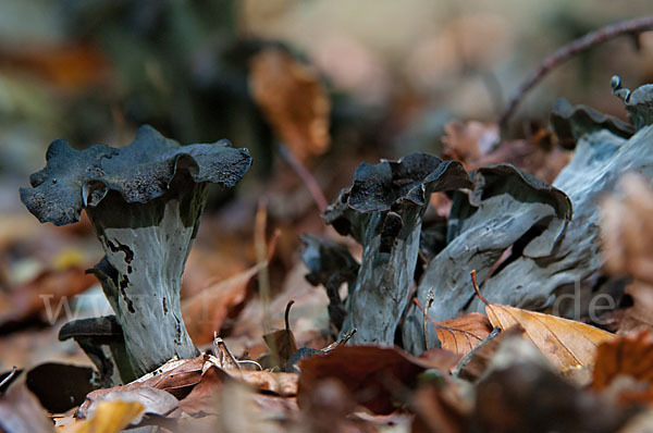 Herbsttrompete (Craterellus cornucopioides)