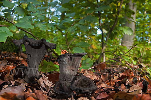 Herbsttrompete (Craterellus cornucopioides)