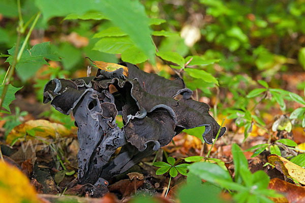 Herbsttrompete (Craterellus cornucopioides)