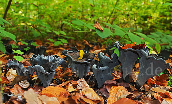 Herbsttrompete (Craterellus cornucopioides)